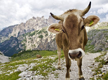 Close-up of cow standing on mountain against sky