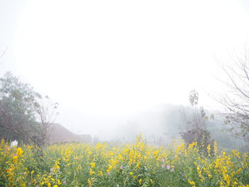 Yellow flowering plants on land against sky