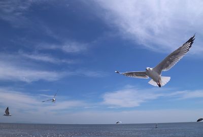 Seagulls flying over sea against sky