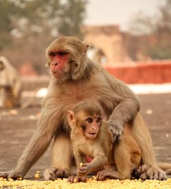Mother monkey with her child