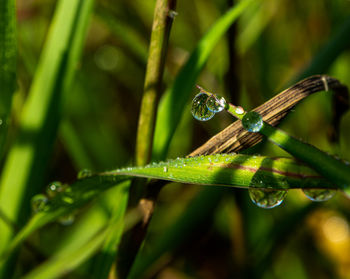 Close-up of water drops on leaf