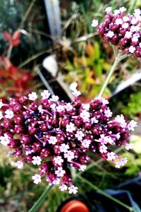 Close-up of purple flowers blooming outdoors