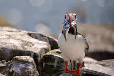 Close-up of puffins with fishes on rock