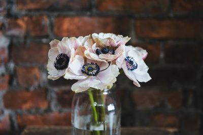 Close-up of white rose flower in vase