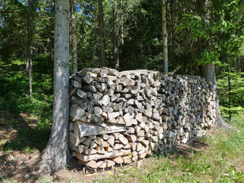 Stack of logs in forest