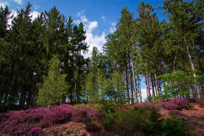 Trees in forest against sky