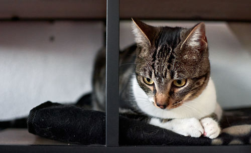 Close-up portrait of a cat