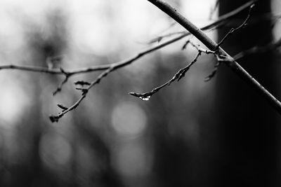 Close-up of plant against blurred background