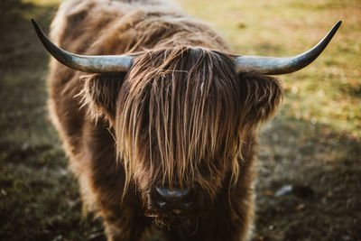 Highland cattle standing on land