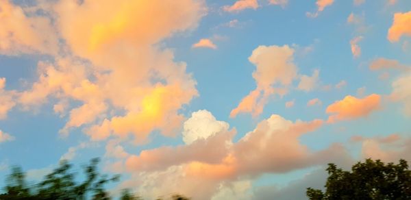 Low angle view of trees against sky during sunset