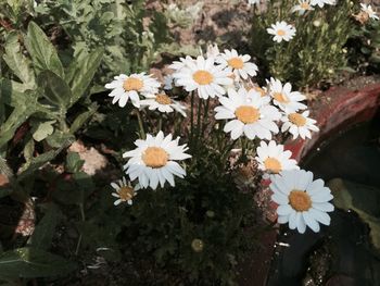 Close-up of white daisy flowers