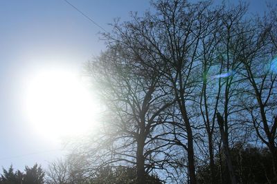 Low angle view of trees against sky