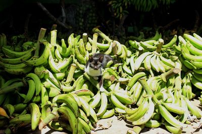 High angle view of vegetables for sale in market