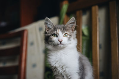 Close-up portrait of a cat