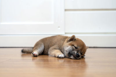 A black and tan shiba inu puppy lying in the room. shiba inu on wood.