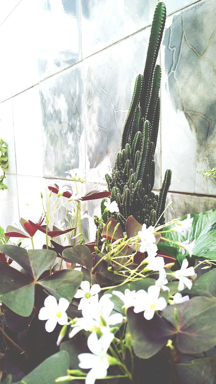 flower, plant, growth, fragility, white color, freshness, leaf, nature, close-up, wall - building feature, day, no people, outdoors, blooming, built structure, beauty in nature, petal, fence, architecture, white