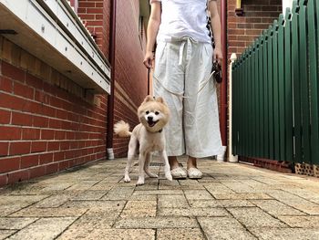 Low section of woman with dog standing on footpath