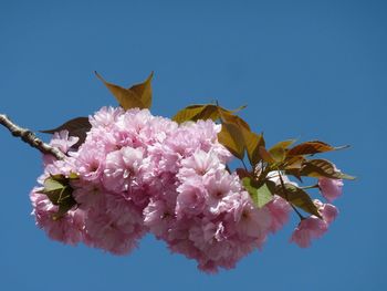 Low angle view of pink cherry blossoms against clear sky