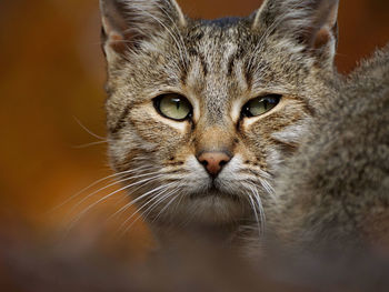 Closeup portrait of one green eyed cat.