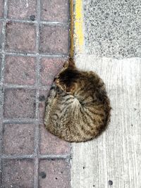 Cat on stone wall