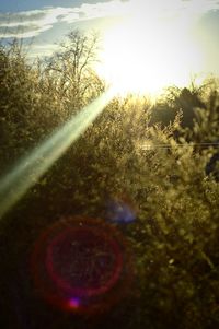 Close-up of grass against sky at sunset