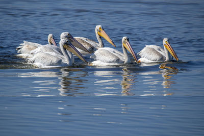 Swans swimming in lake