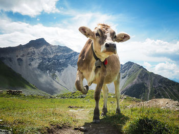 Cow standing on mountain against sky