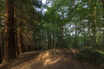 Dirt road amidst trees in forest