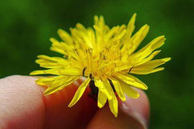 Close-up of yellow flower against blurred background