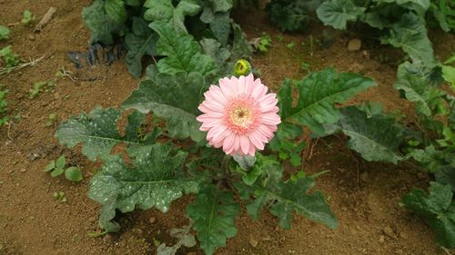 Close-up of pink flower