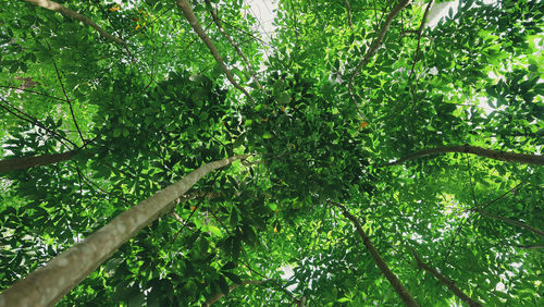 Low angle view of trees against plants