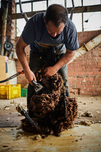 Male shearer using electric machine and shearing fluffy merino sheep in barn in countryside