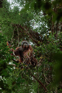 Low angle view of monkey on tree