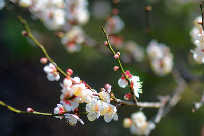 Close-up of cherry blossoms in spring