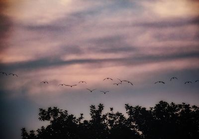 Low angle view of birds flying in sky