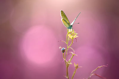 Close-up of insect on plant