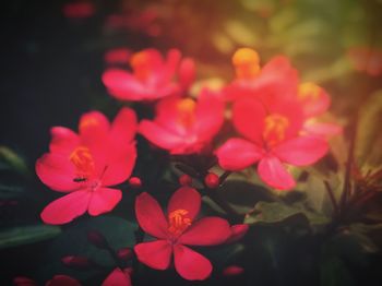 Close-up of flowers blooming outdoors