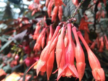 Close-up of red chili peppers