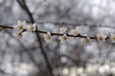 Low angle view of apple blossoms in spring