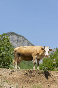 Close up view of domestic cow grazing free in the mountain