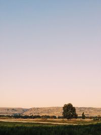 Scenic view of field against clear sky