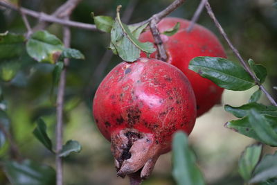 Close-up of apples on tree