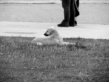 Low section of man with dog standing on grass