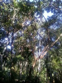 Low angle view of trees in forest