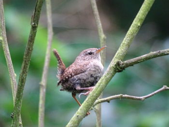 Close-up of bird perching on branch