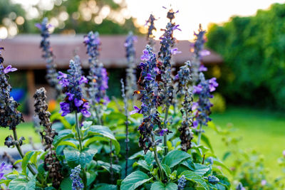 Close-up of purple flowering plants