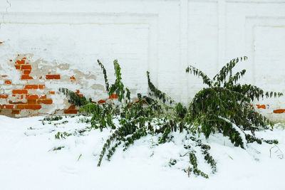 Close-up view of leaves