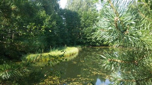 Tree by lake in forest