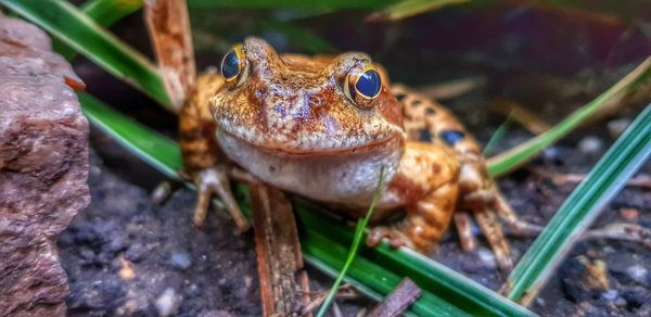 Close-up of frog on field