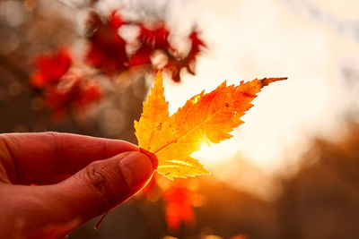 Close-up of hand holding maple leaves against sky during sunset